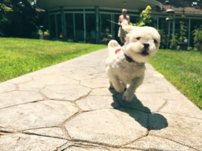 Illustration for article titled 39 *Scratchy Scratchy* Photos of Dogs